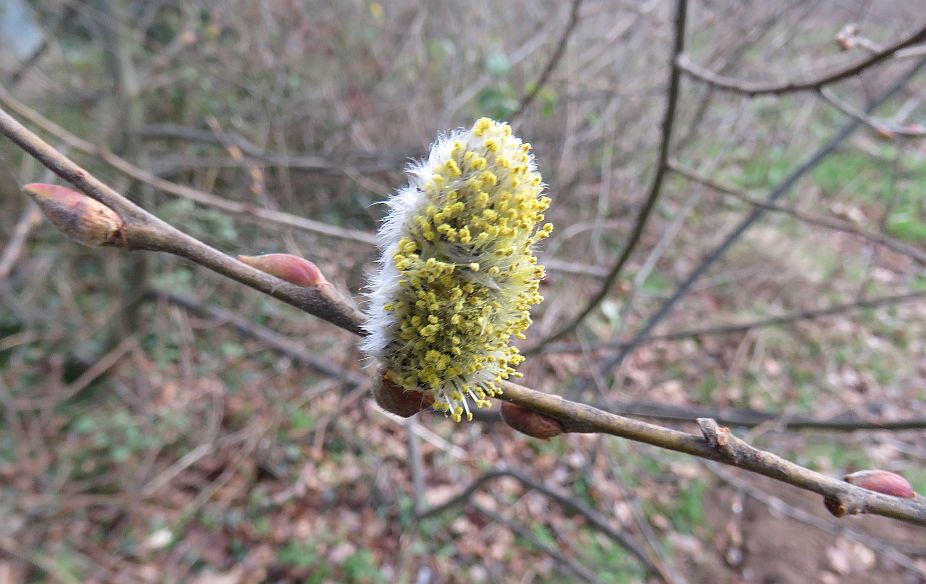  Pussy Willow 